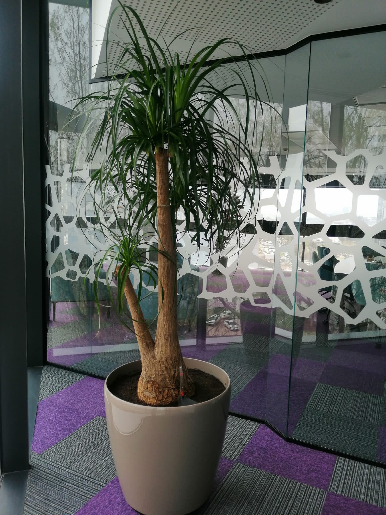 Beaucarnea Nolina