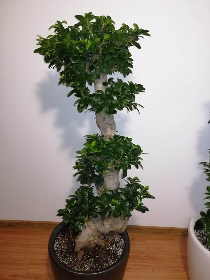 Bonsai Ficus Microcarpa