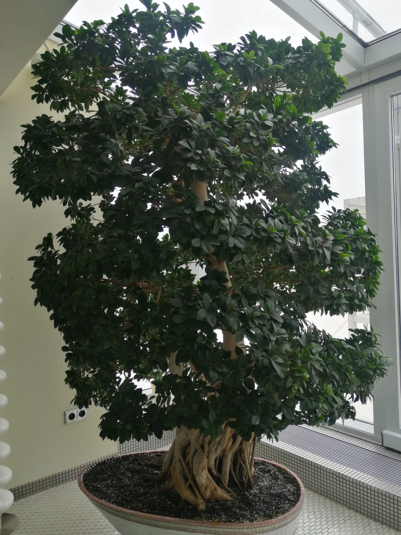 Bonsai Microcarpa Chinese Banian
