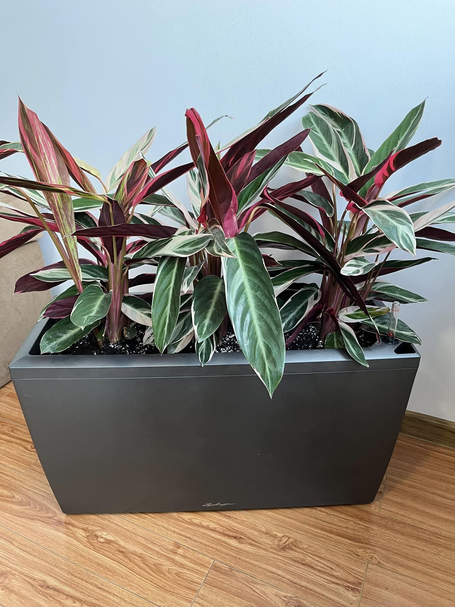 Calathea Hagbergii