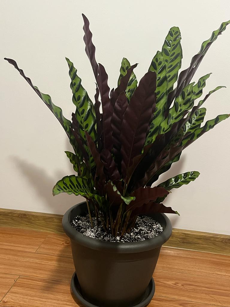Calathea Lancifolia Armstrong