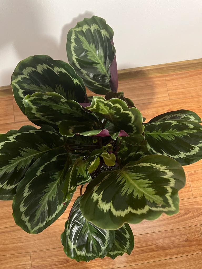 Calathea Medallion