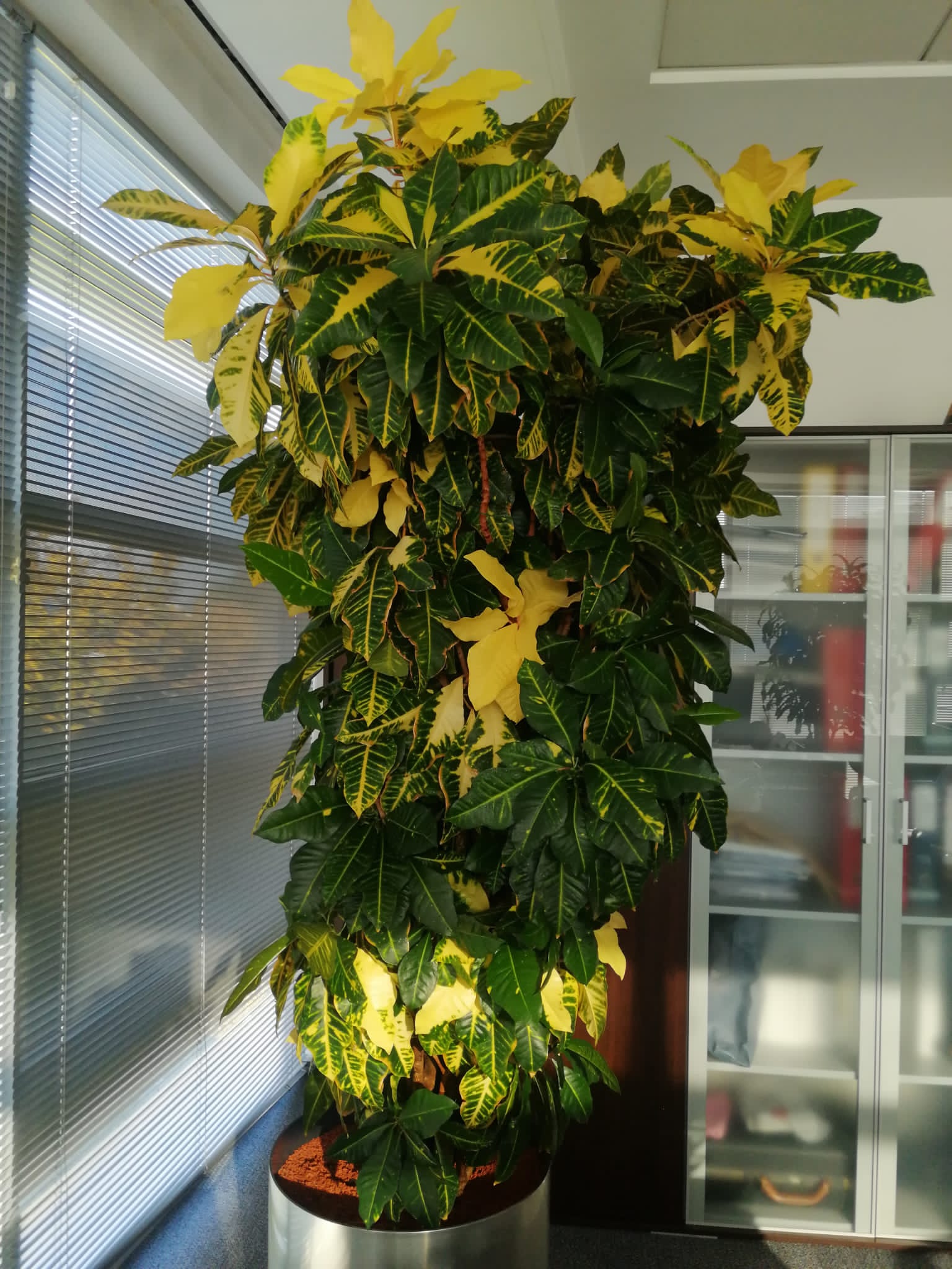 Croton Codiaeum Excelent