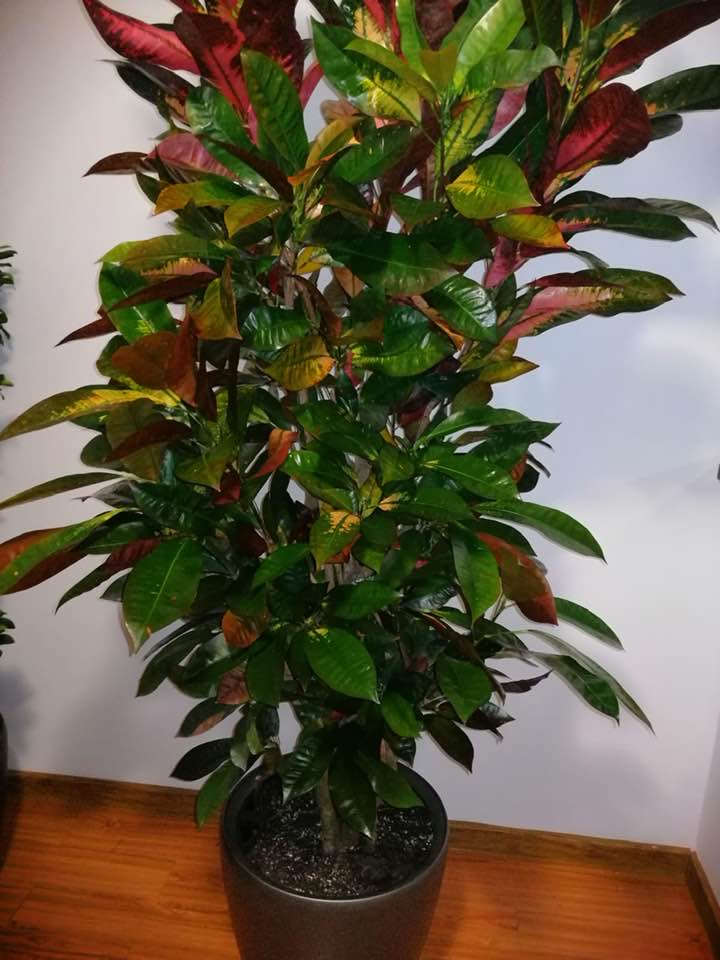 Croton Codiaeum Iceton
