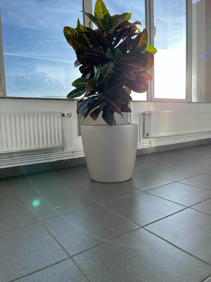 Croton Codiaeum Petra