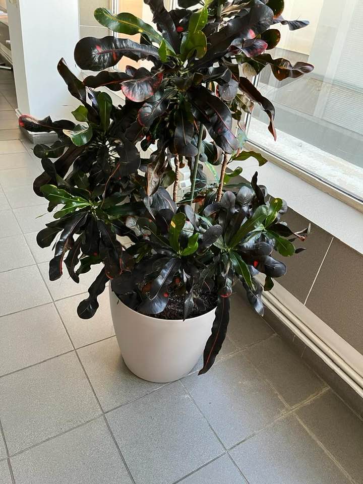 Croton Codiaeum Variegatum