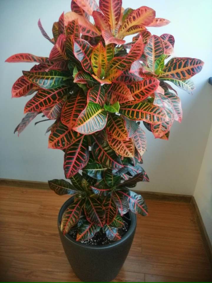 Croton Codiaeum Variegatum Petra