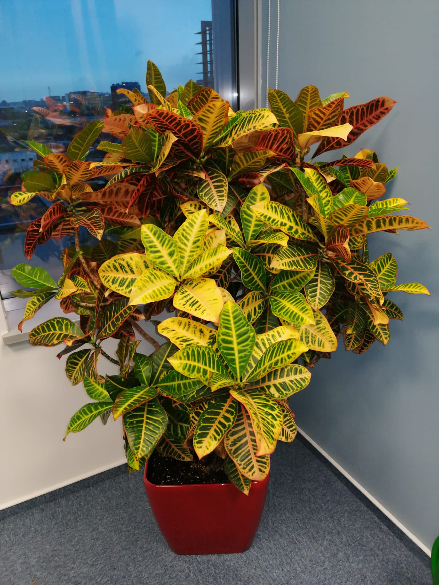 Croton Extra Large