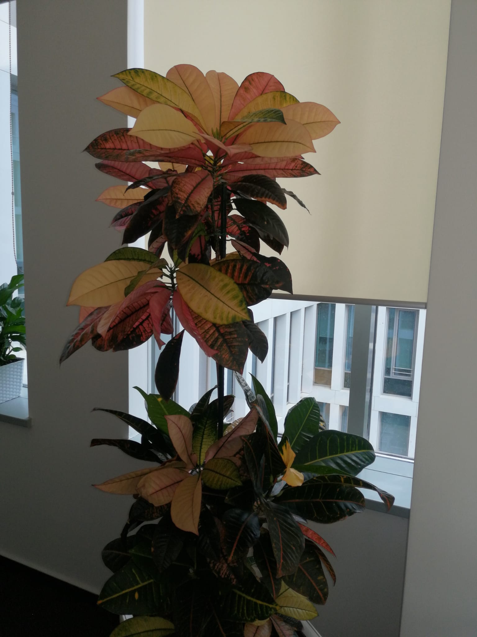 Croton Iceton Striking