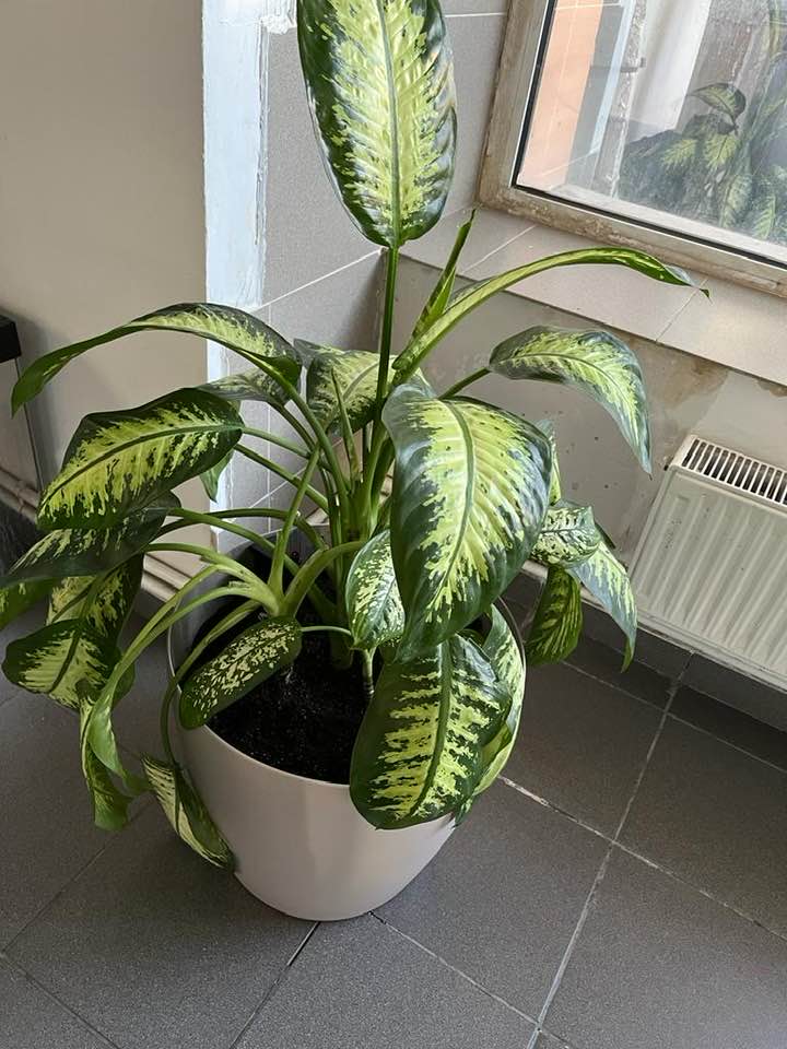 Dieffenbachia Flowering