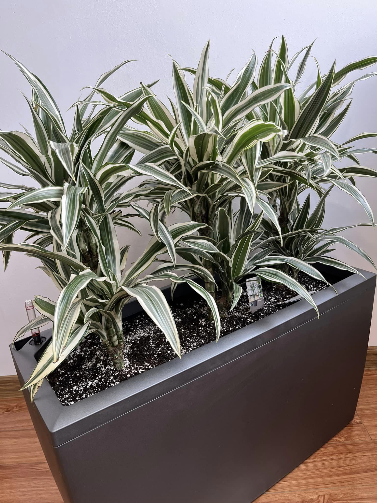 Dracaena Fragrans (Warneckii)
