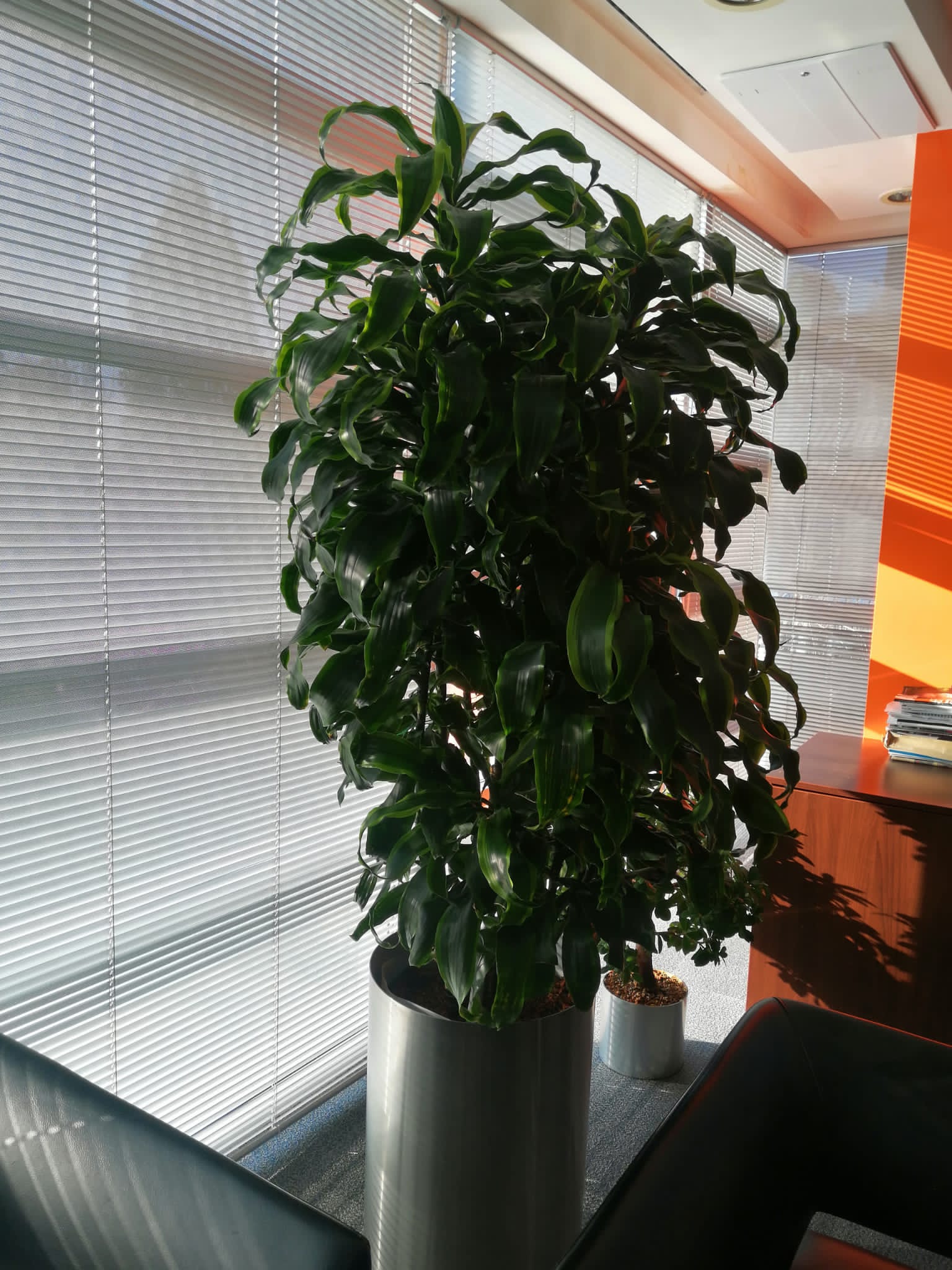 Dracaena Fragrans Dorado