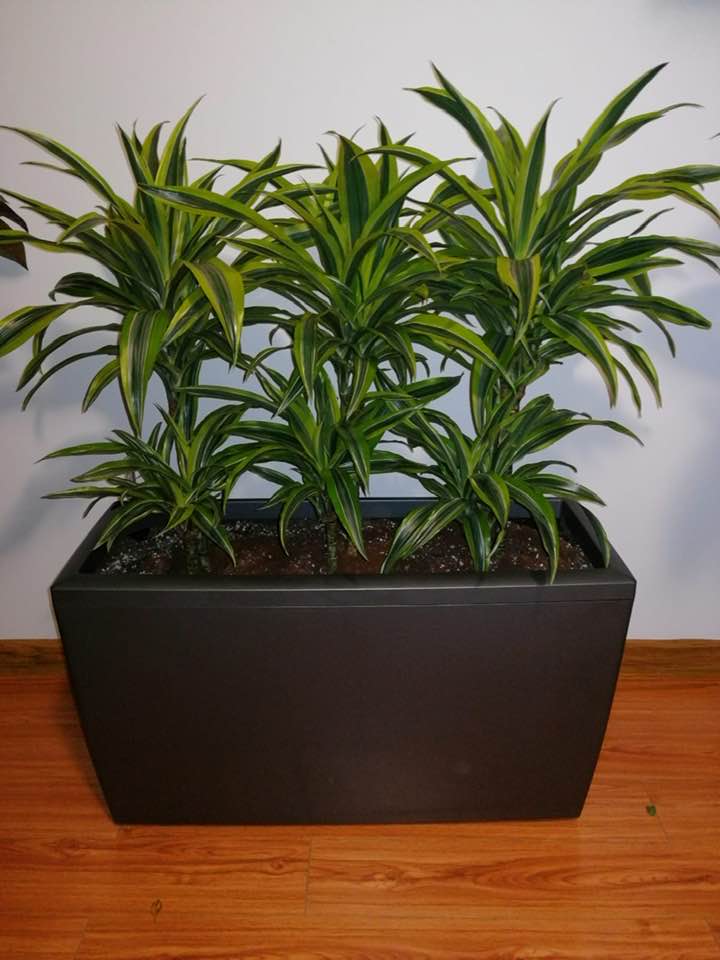 Dracaena Lemon