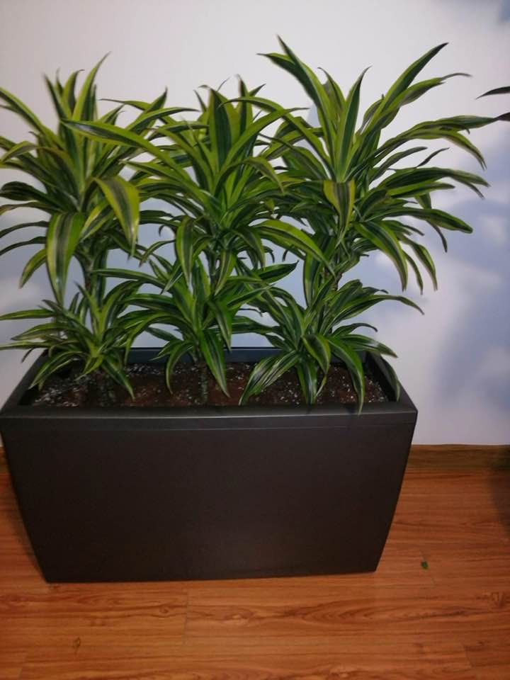 Dracaena Lemon Lime (Trunchiul fericirii)