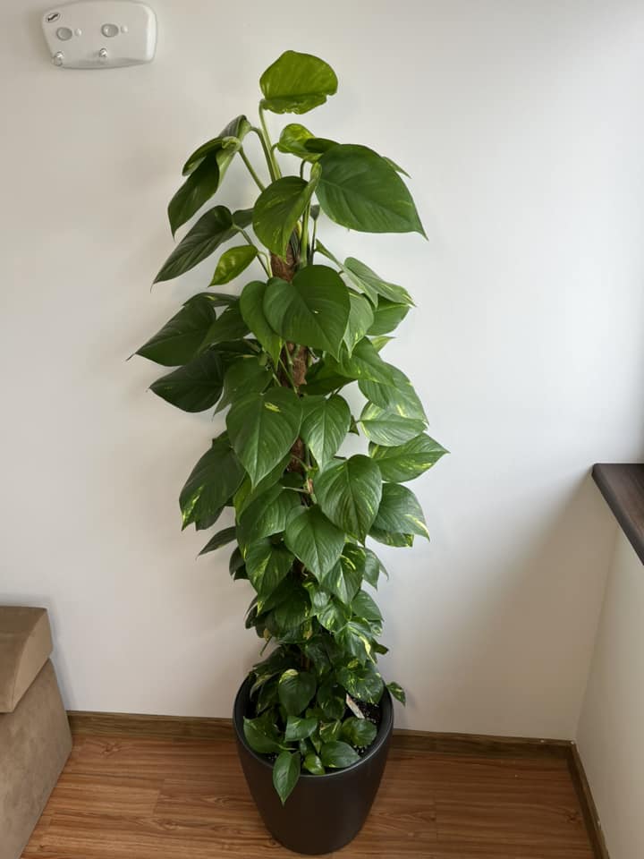Epipremnum Aureum