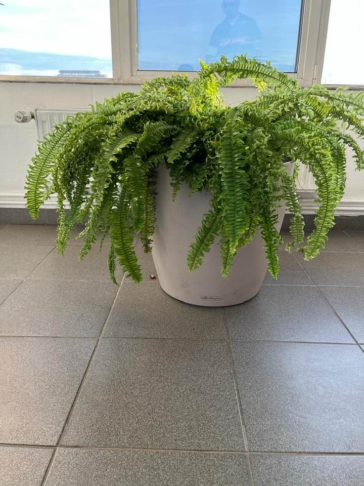 Feriga (Nephrolepis Exaltata)