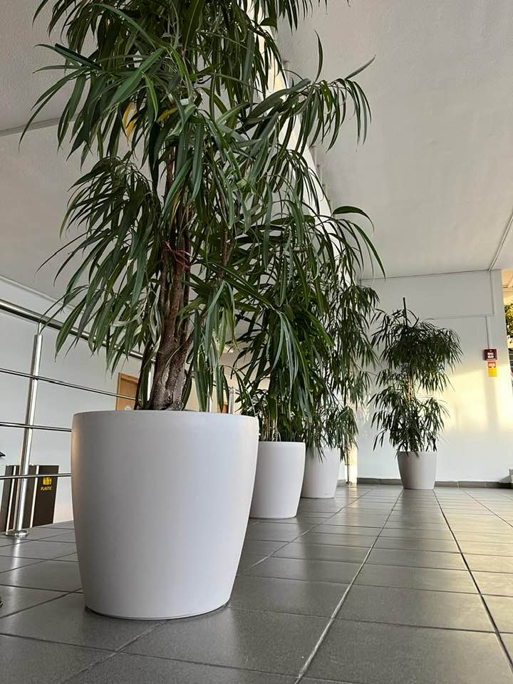 Ficus Alii