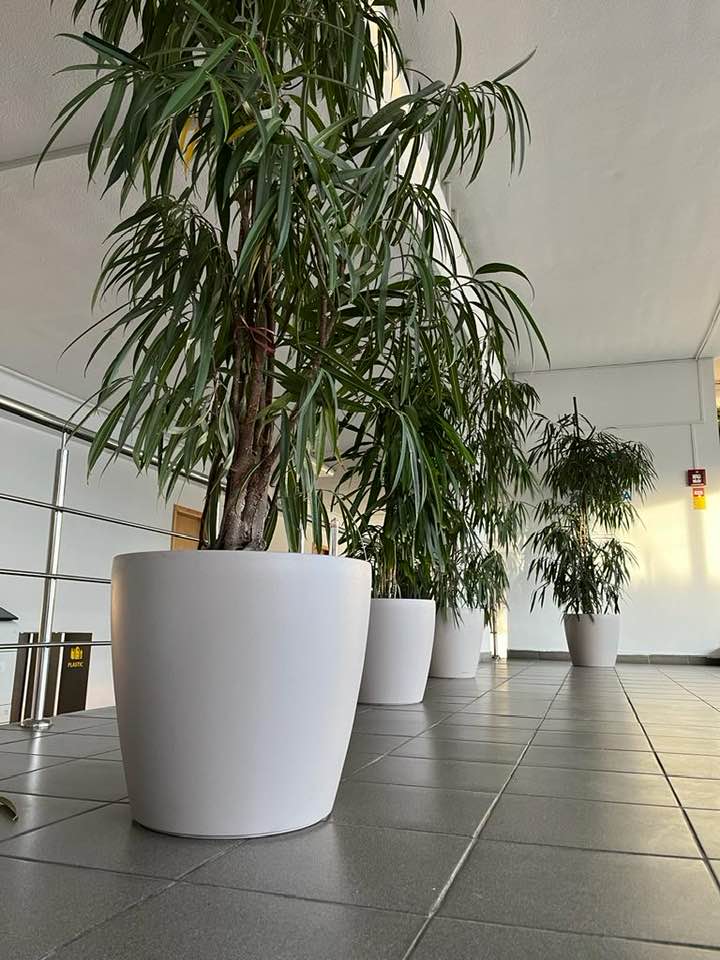 Ficus Alii Tree