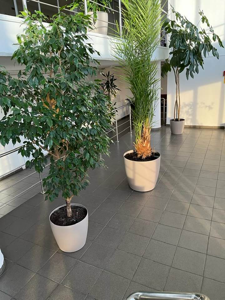 Ficus Benjamina