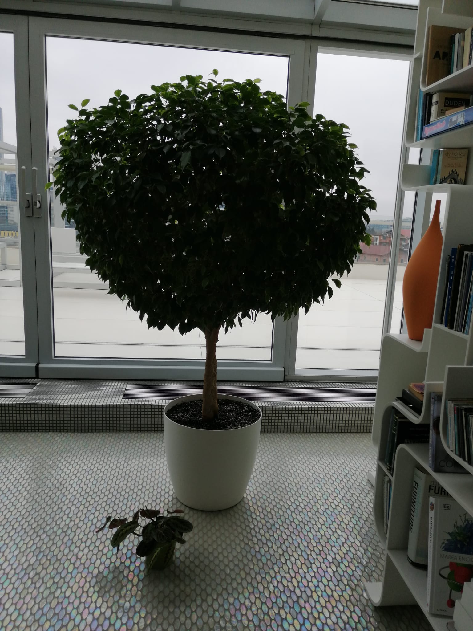 Ficus Benjamina Bicolor