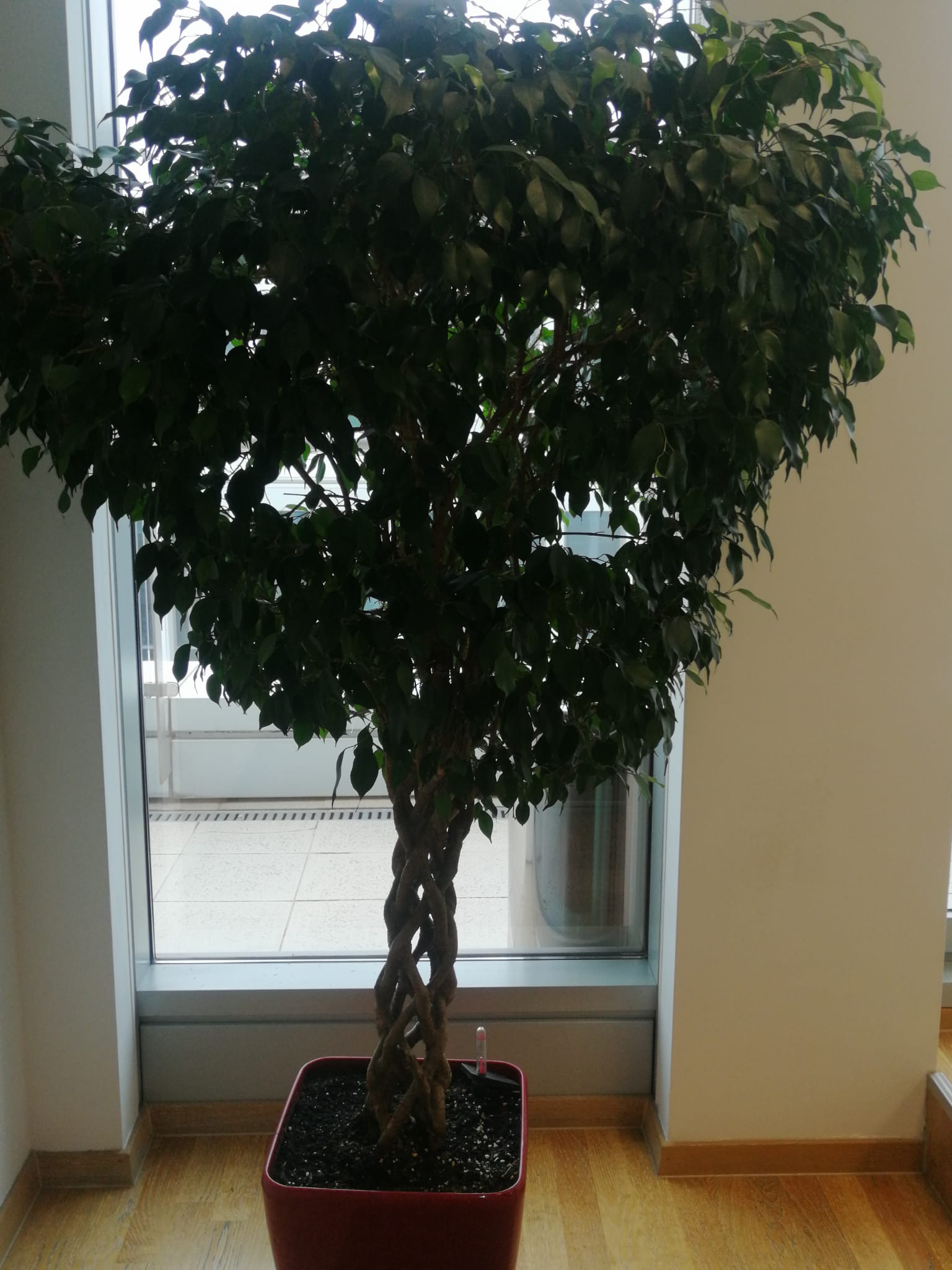 Ficus Benjamina Impletit