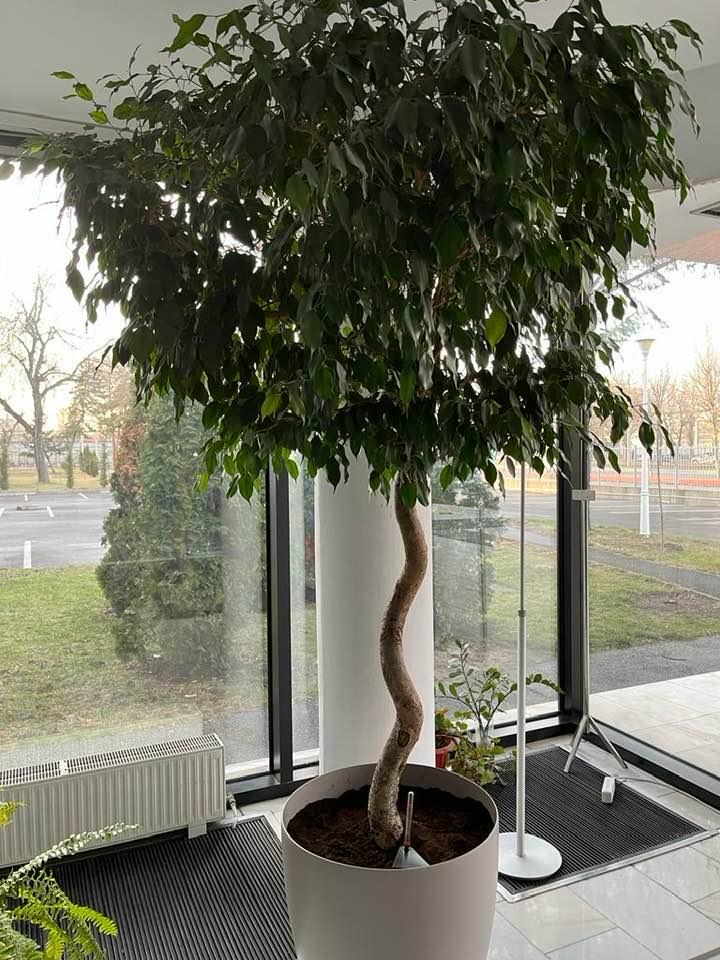 Ficus Benjamina Plangator