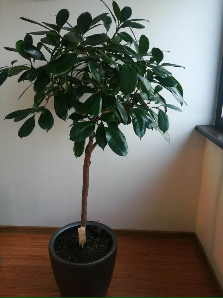 Ficus Cyathisti