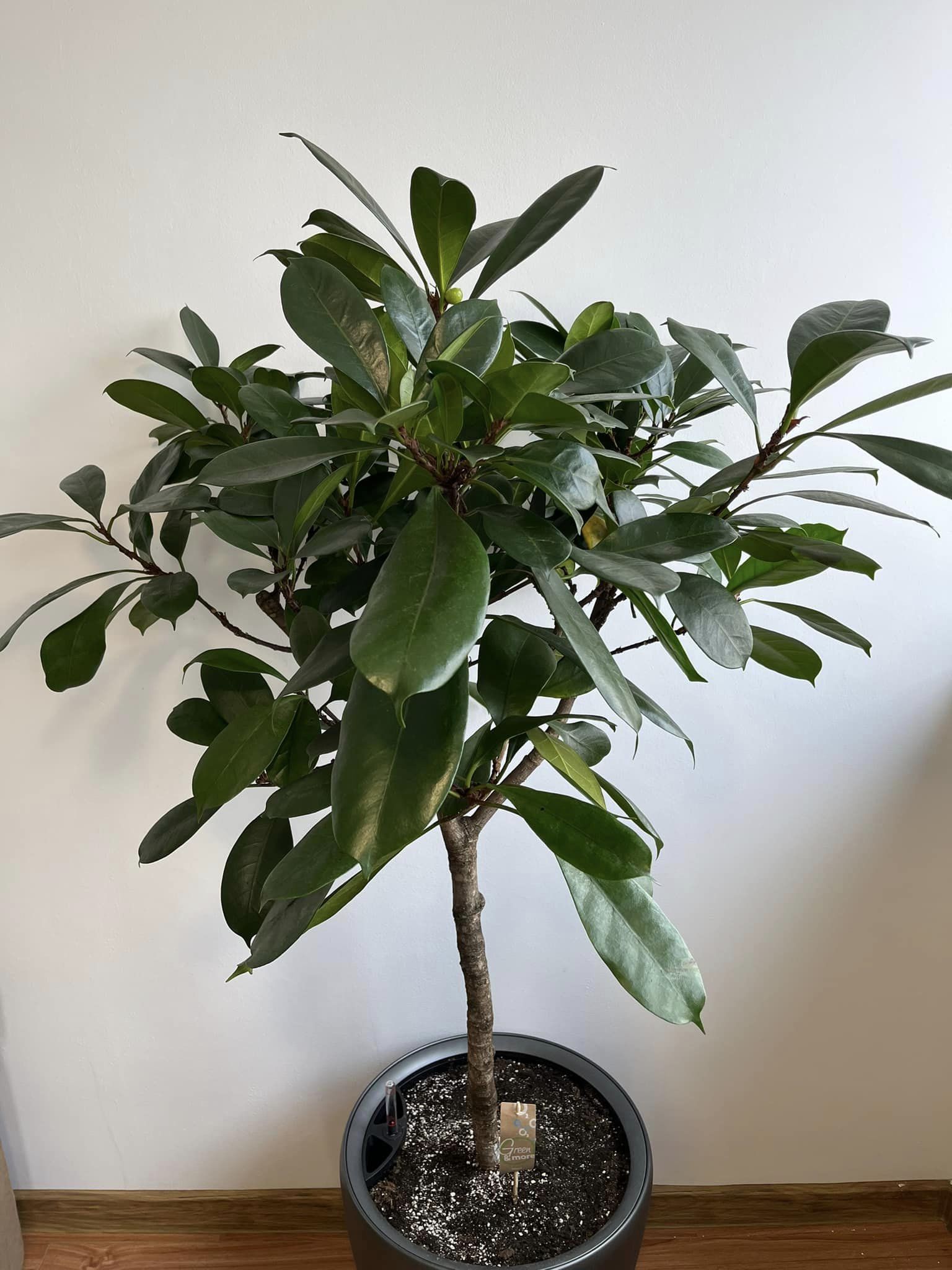 Ficus Cyathistipula(Smochin African)