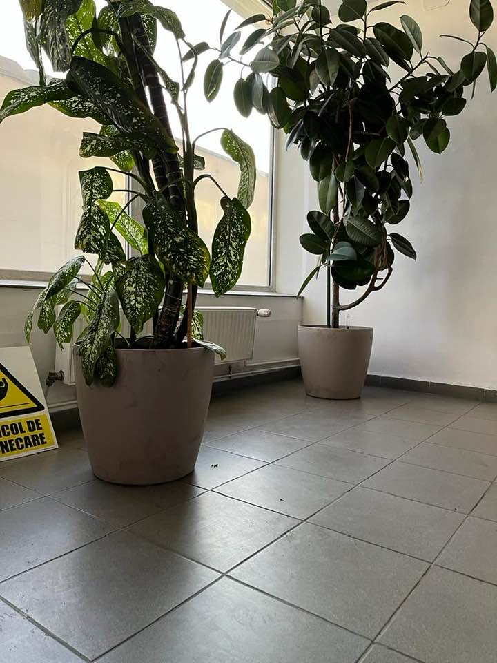 Ficus Elastica - Diffenbachia Dumb Cane