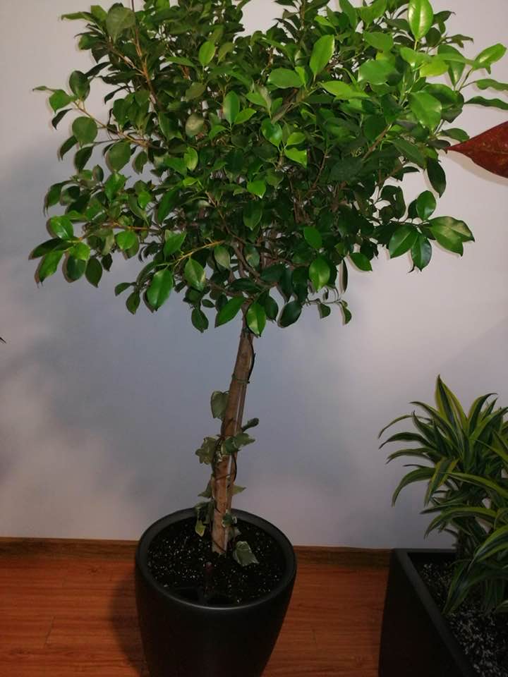 Ficus Netida