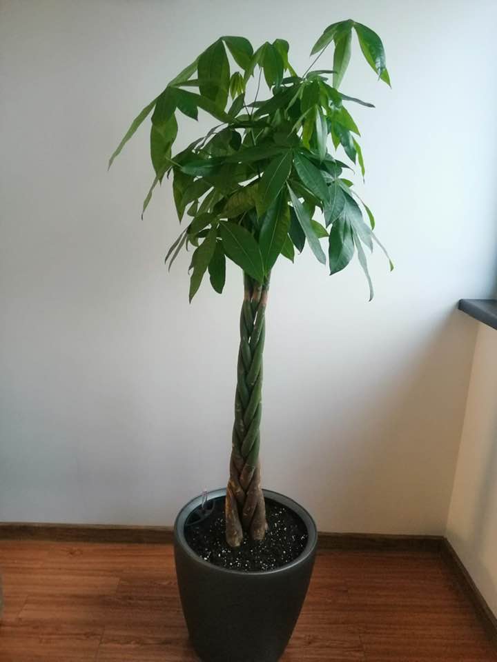 Pachira Aquatica