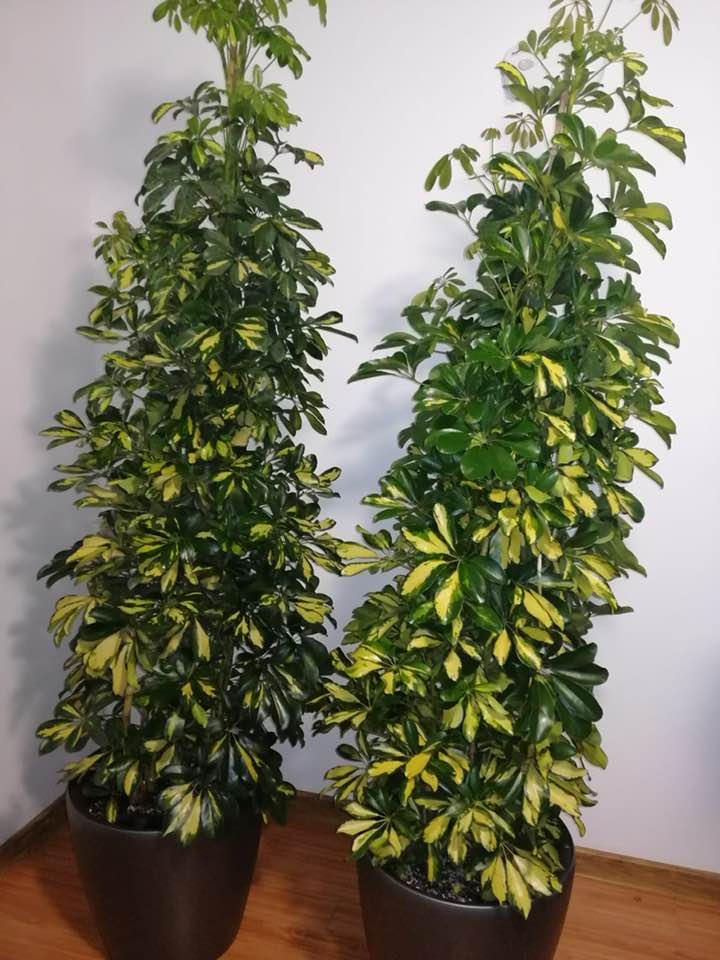 Scheflera Gold Capella