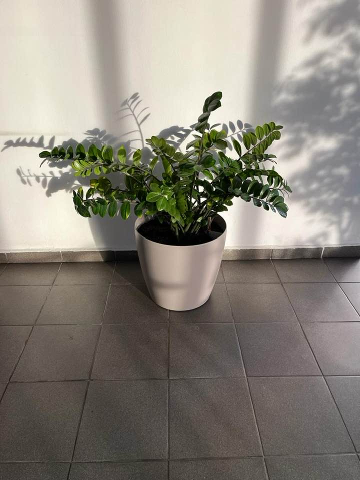 Zamioculcas